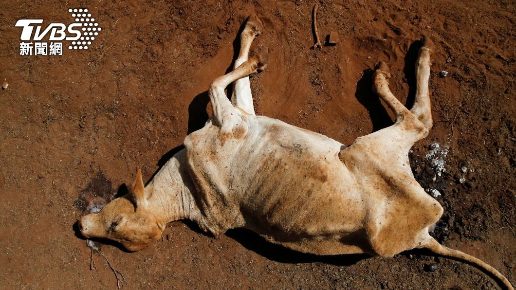 圖輯/東非40年來最慘乾旱! 肯亞動物死亡、人類饑荒