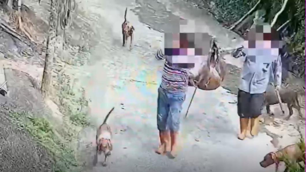 闖宅打獵！寵物豬尋回已成肉塊　6獵人喊冤下場慘