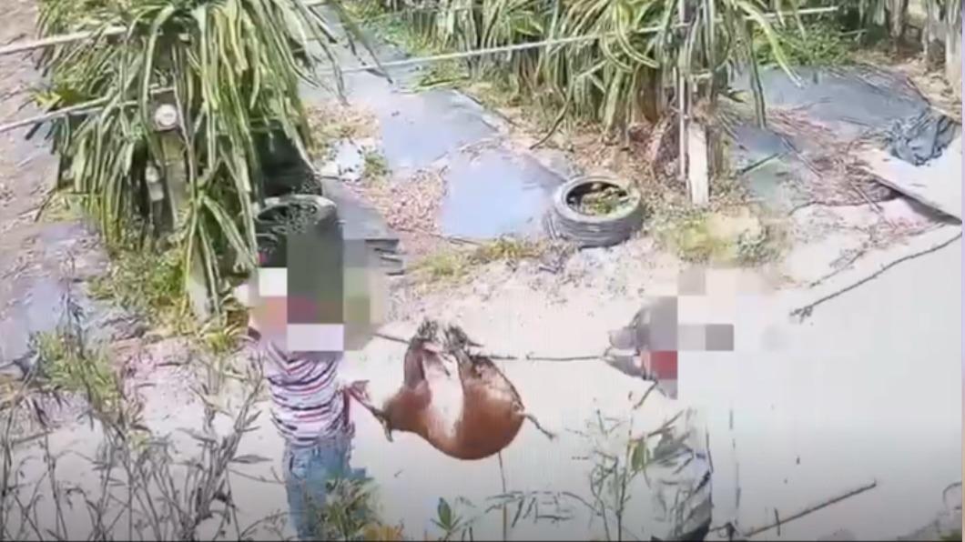 王姓飼主2寵物豬遭人獵殺。(圖/TVBS)
