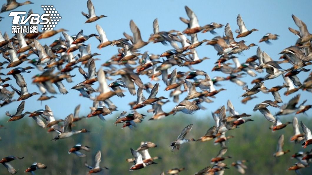 嘉義鰲鼓濕地近千隻雁鴨聚集 適合親子賞鴨