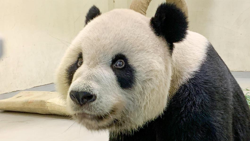 團團近況曝光。(圖/台北市立動物園提供)