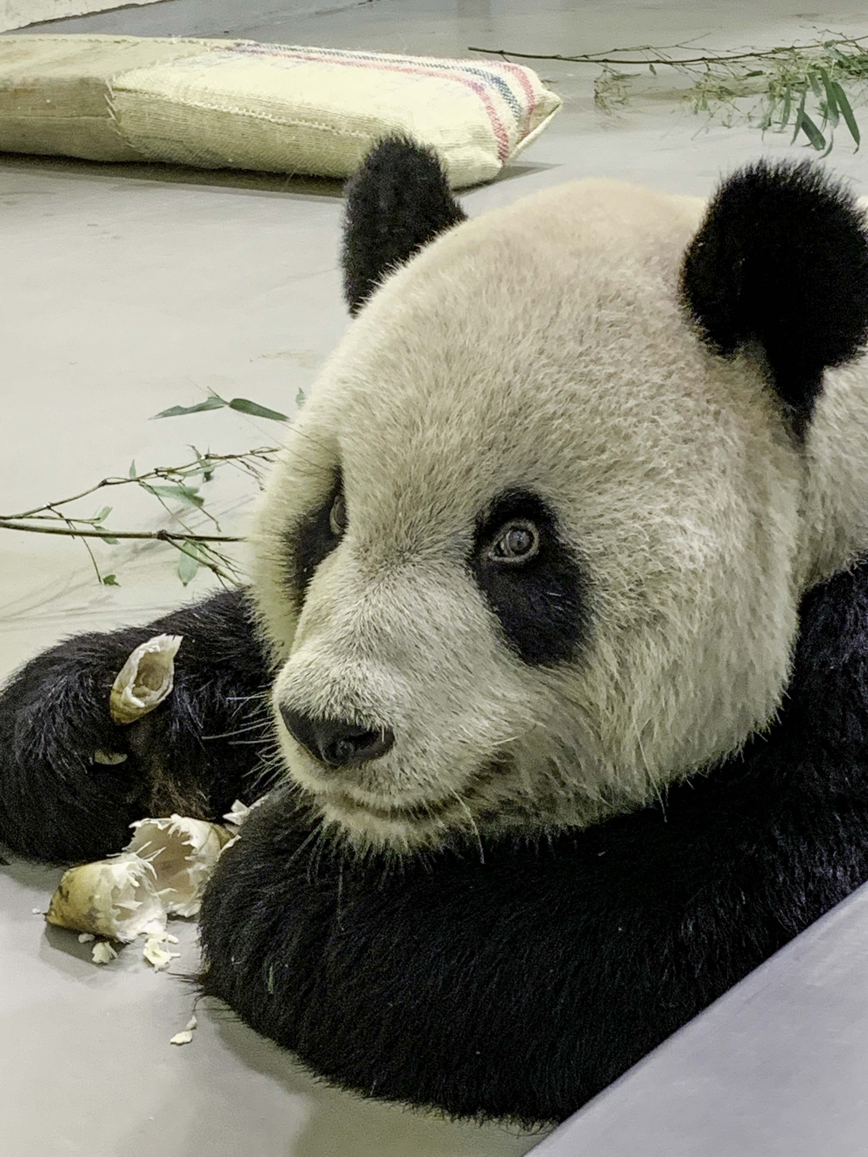 團團。(圖/台北市立動物園提供)