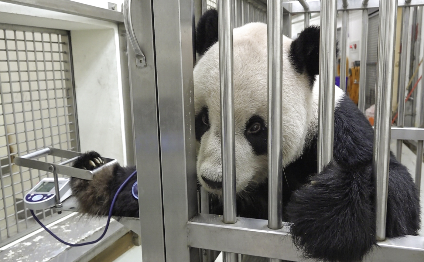 團團乖乖量血壓。(圖/台北市立動物園提供)