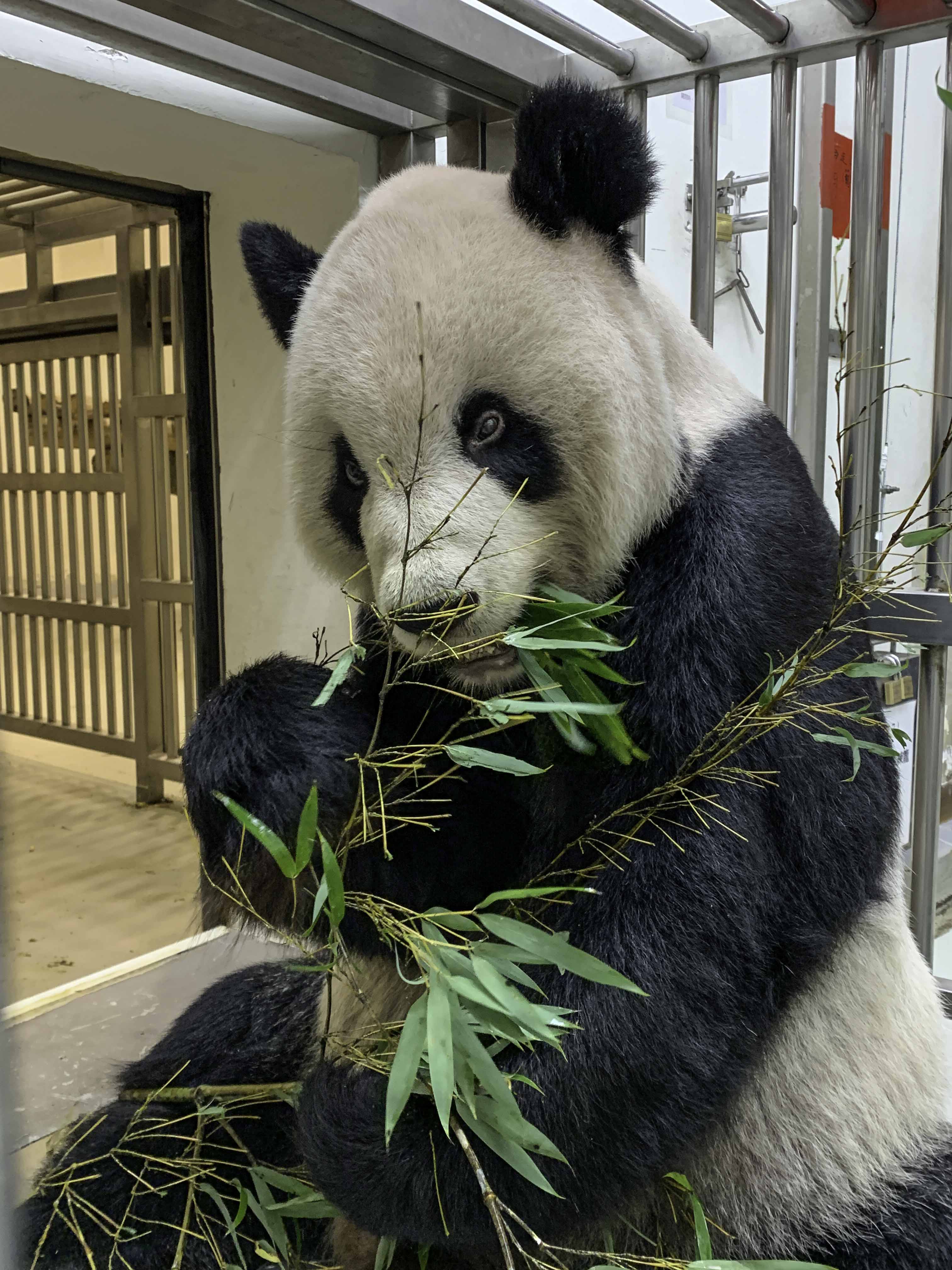 團團病情逐漸趨於穩定,食慾也稍微好轉。(圖/台北市立動物園提供)