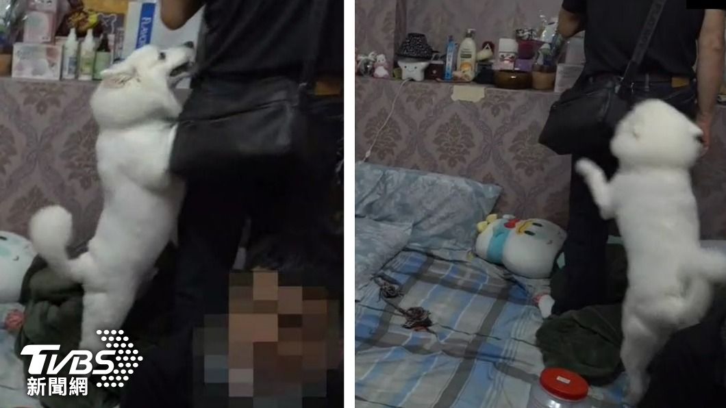 攻堅販毒首腦!狐狸犬強勢飛撲護主 警屁股險遭咬一口