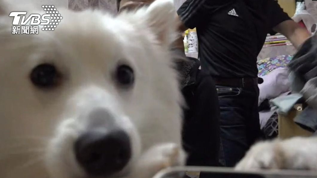 員警用零食引誘狐狸犬，才順利完成搜索任務。（圖／TVBS）
