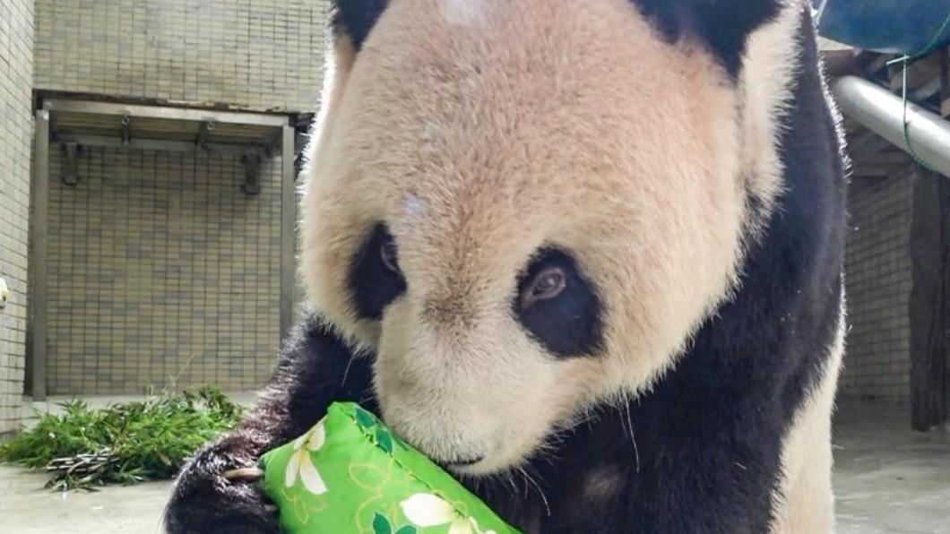 台北市立動物園大熊貓「團團」腦部病變壞死,在8月底發生癲癇,所幸逐漸康復。(圖/台北市立動物園提供)