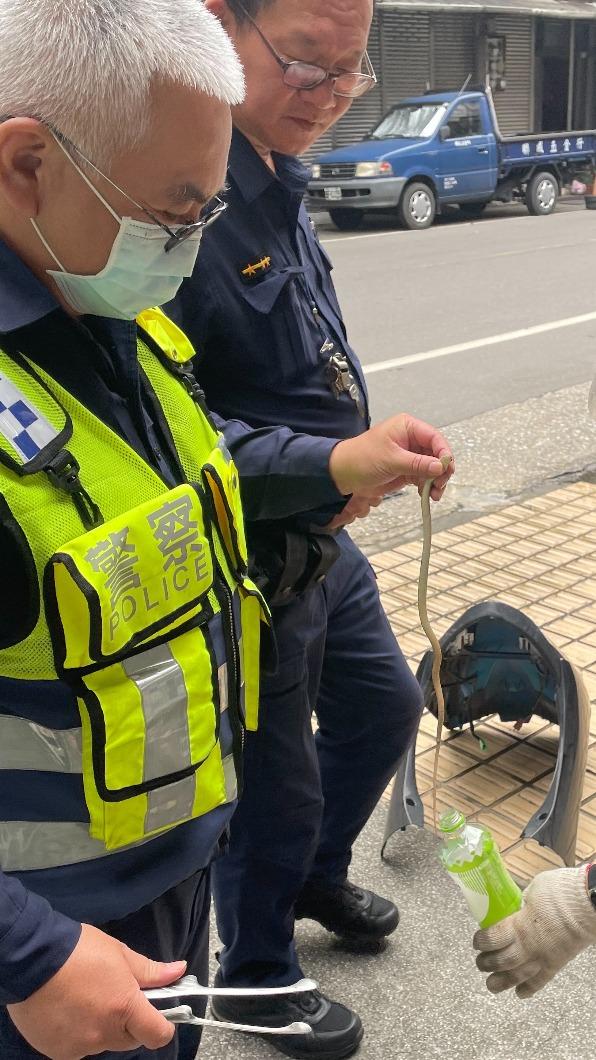 警方順利抓獲３０公分長的錦蛇　（圖／基隆市警局提供）
