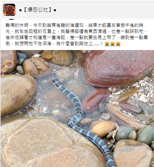 原PO感受到腳邊有東西滑過，甚至還差點踩到牠。（圖／翻攝自「爆怨公社」臉書）
