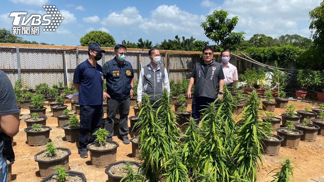 桃園檢警破獲大麻栽植案。(圖/中央社)