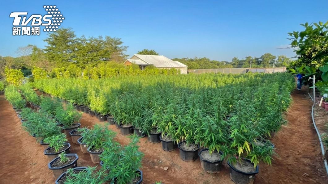國內史上最大宗大麻案 　市價超過12億桃檢起訴8人