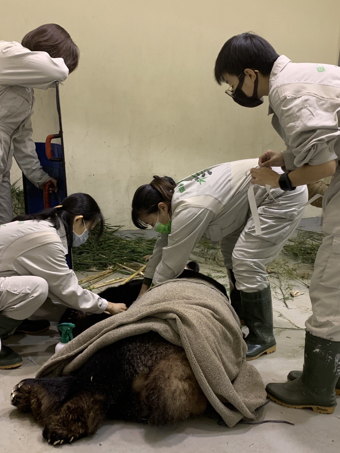 醫療照管團隊即時給予抗癲癇藥物緩解症。（圖／台北市立動物園提供）