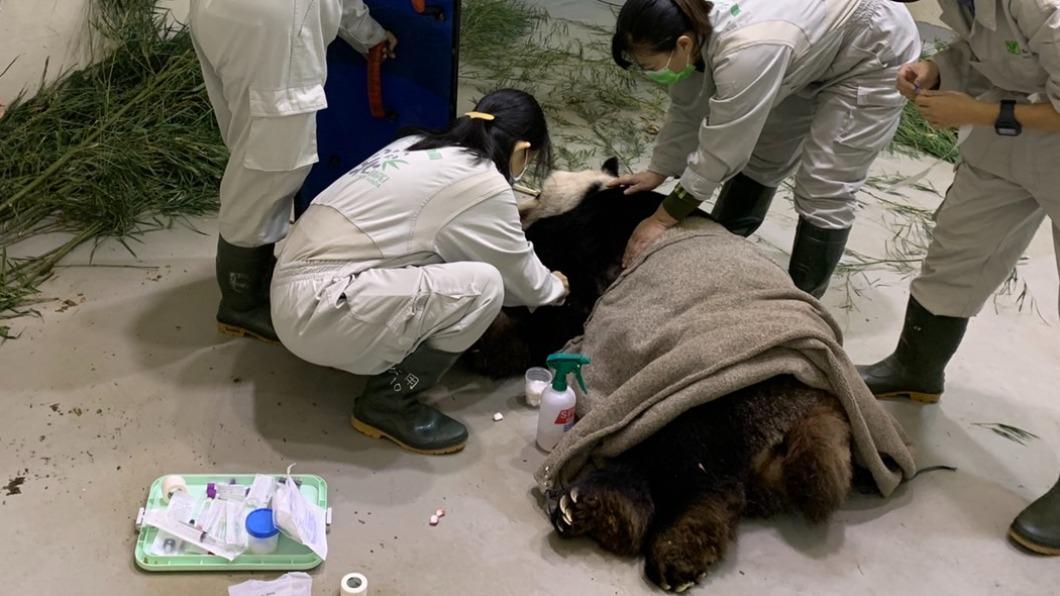 「團團」短時間突發4次癲癇 甦醒後腿部明顯無力