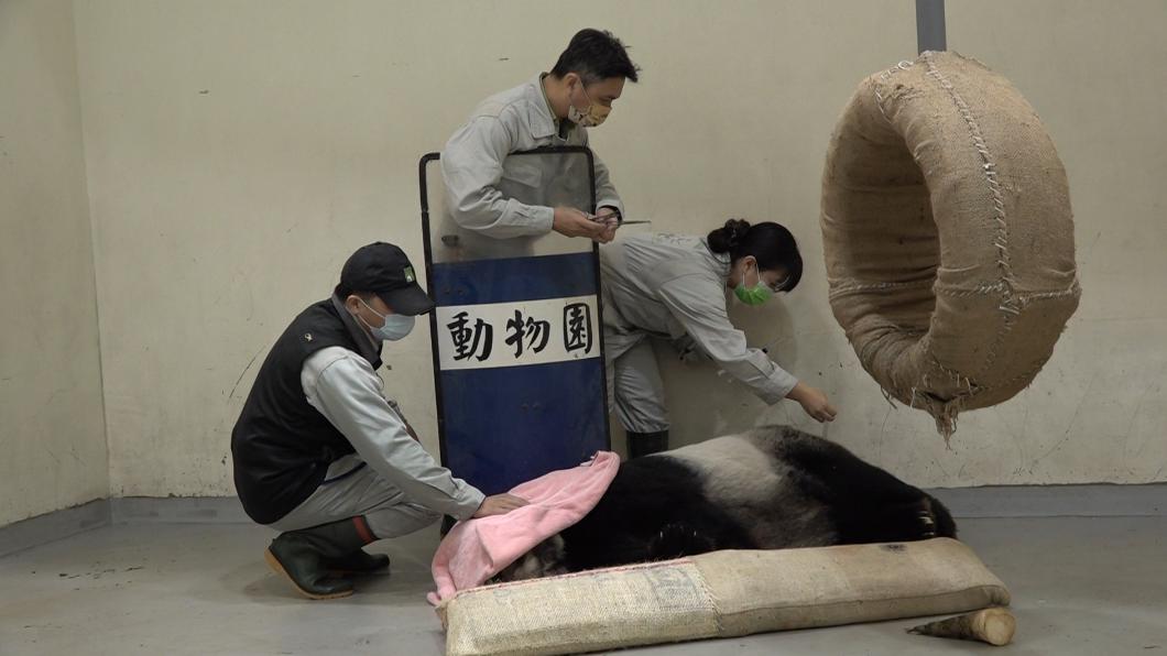 團團整晚4度癲癇!躺地救治畫面曝 動物園揭2發作原因