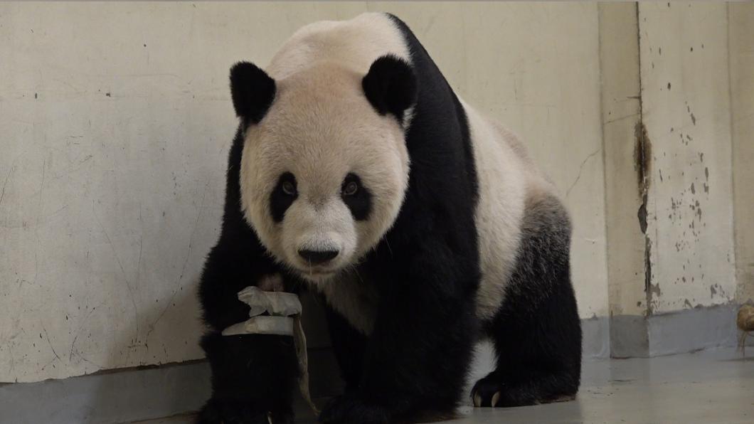 團團癲癇發作。(圖/動物園提供)
