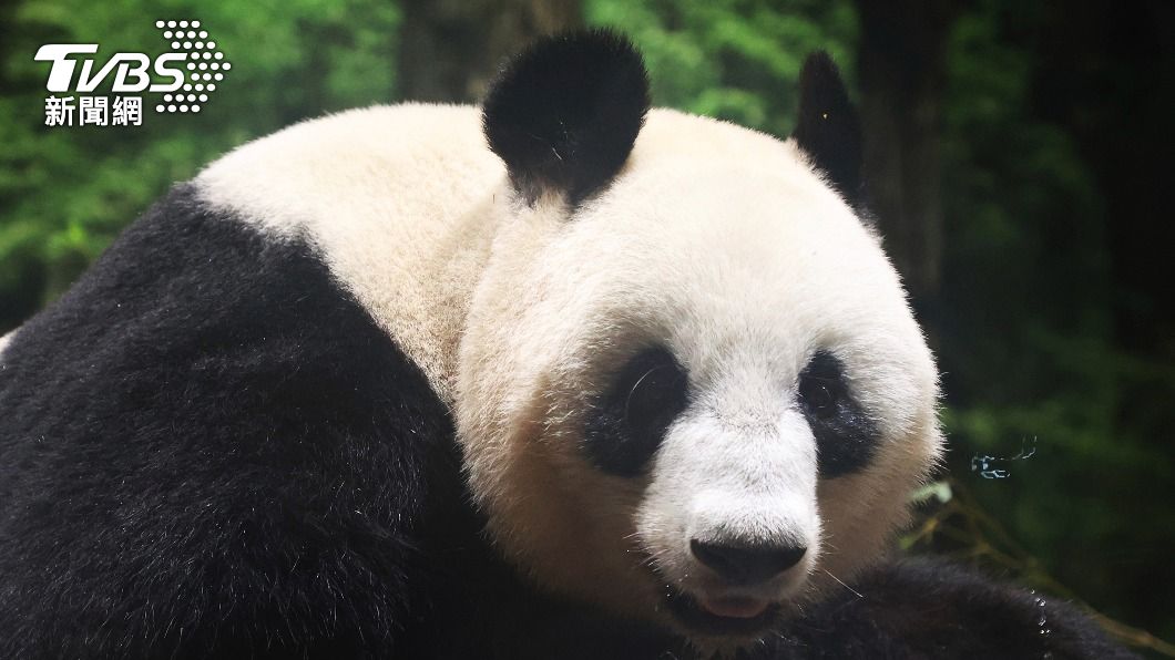 上野動物園貓熊香香將被送回中國 網嘆:所有貓熊都該還