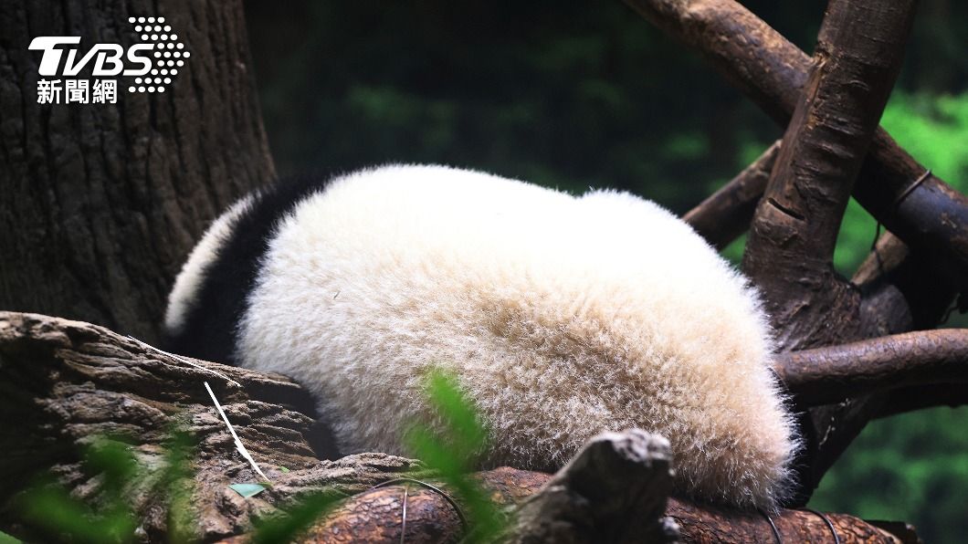 大貓熊超萌、毛茸茸的模樣讓牠們成為上野動物園裡的動物明星。(圖/達志影像美聯社)