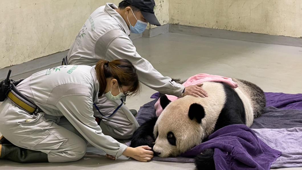 團團病況急速惡化。(圖/臺北市立動物園提供)