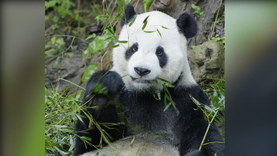 團團可愛的模樣深植不少台灣人心。(圖/動物園提供)