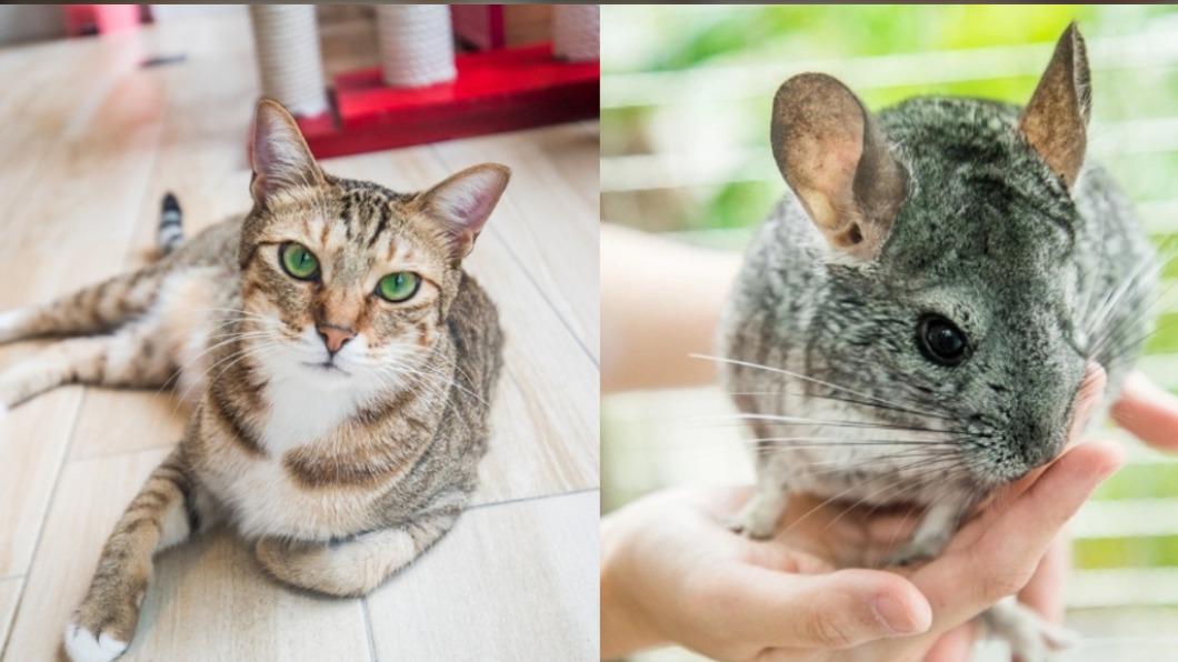 這裡除了飼養貓咪外，還有飼養相當少見的「龍貓」，又稱為絨鼠。（圖／大手牽小手玩樂趣提供）