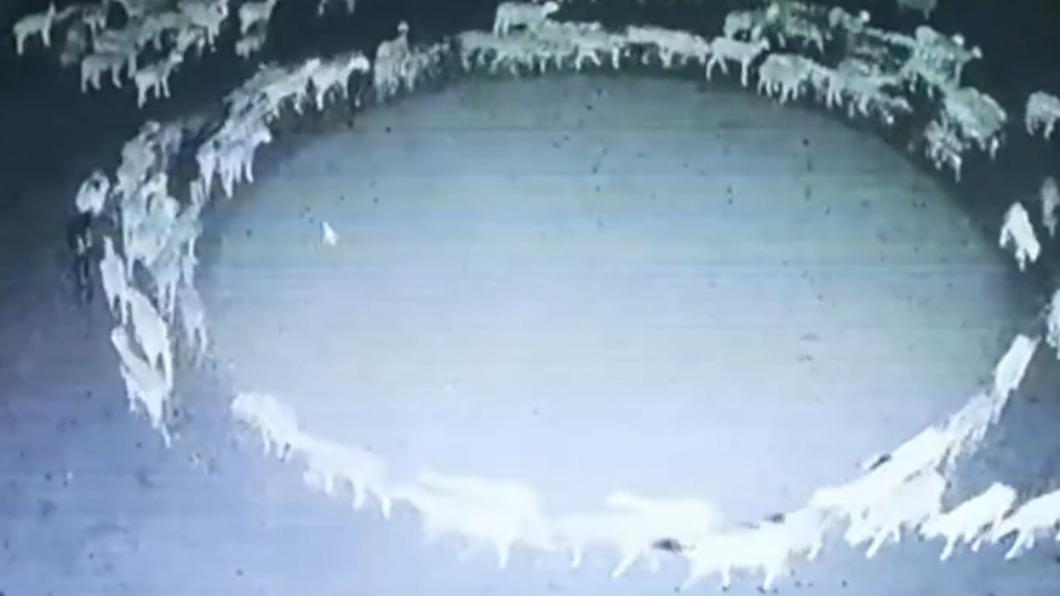 羊群繞圈足足持續16天。（圖／翻攝自推特）