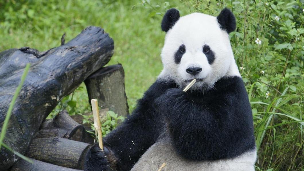 臺北市立動物園18歲大貓熊「團團」今（19）日離世。（圖／台北市立動物園提供）