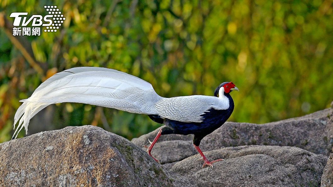 「白鷳」為國家二級野生保護動物。(示意圖,與此新聞無關/shutterstock達志影像)