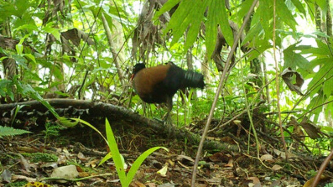 巴紐發現滅絕140年鳥類!科學家驚喜:就像找到獨角獸