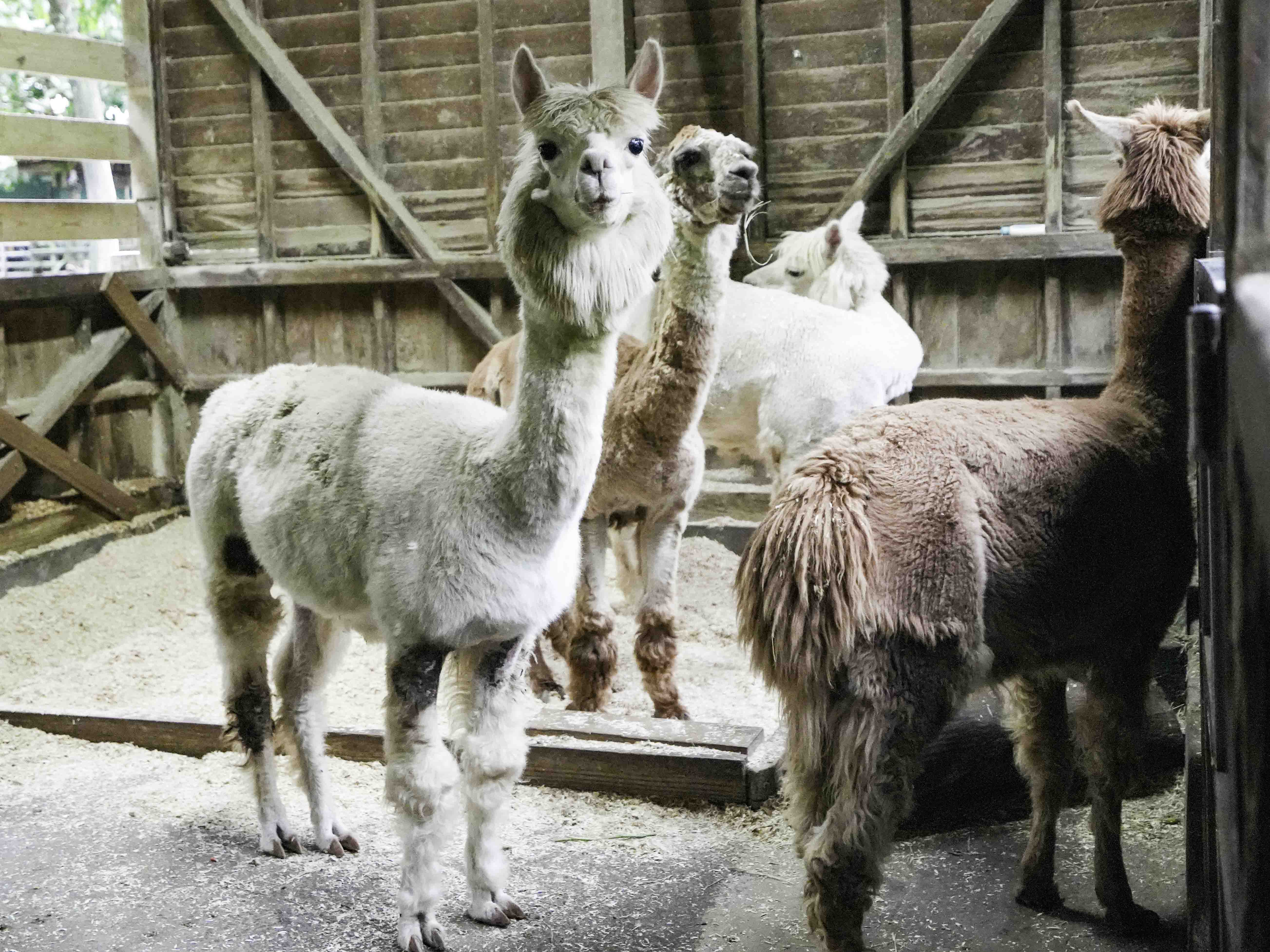 羊駝家族今年有新血源加入。（圖／台北市立動物園提供）
