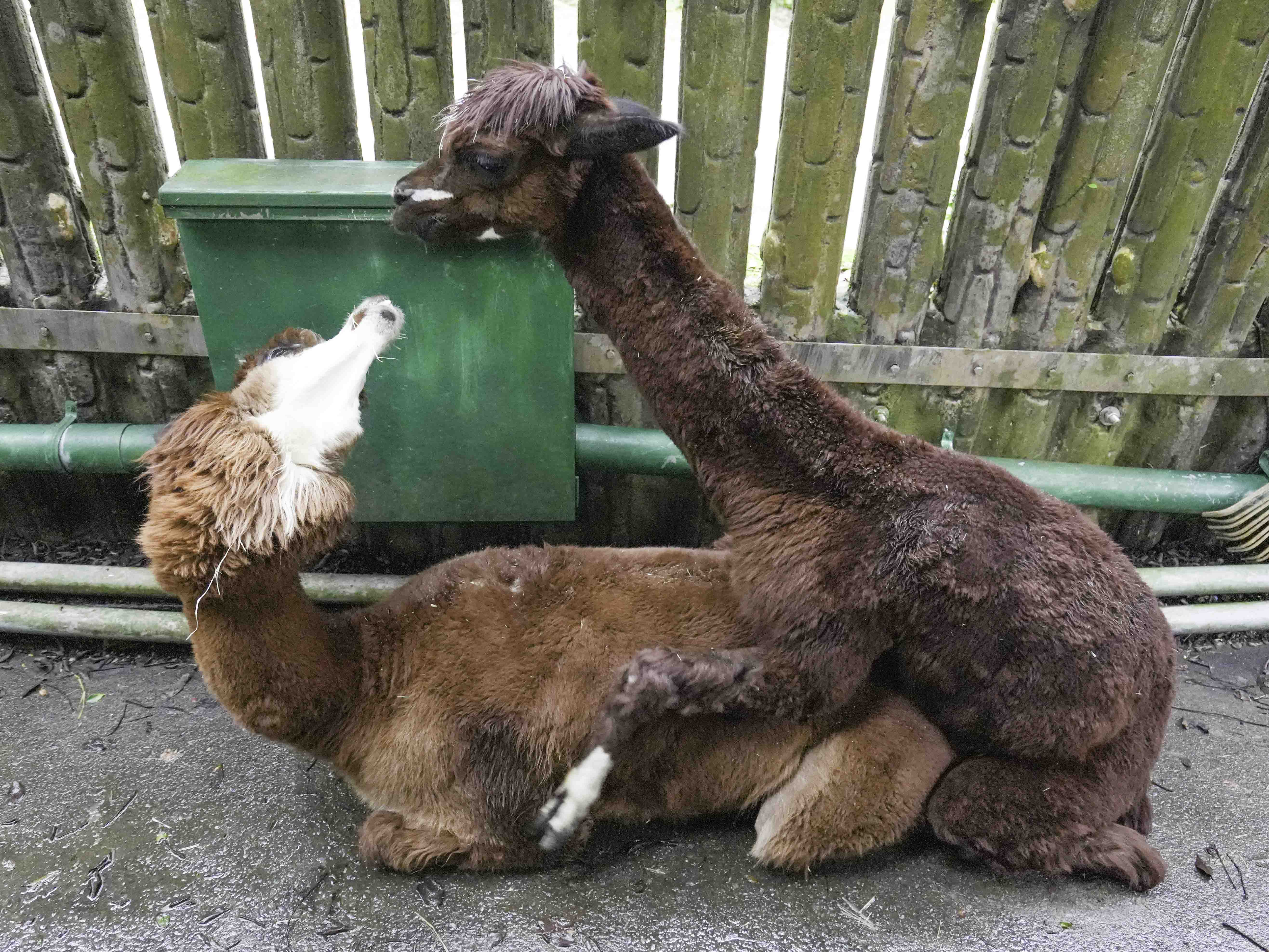 保育員為羊駝進行配對。（圖／台北市立動物園提供）