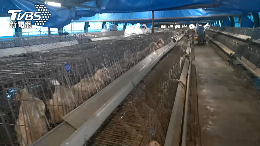雲林1雞場確診H5N1禽流感 「逾1萬隻土雞」全面撲殺