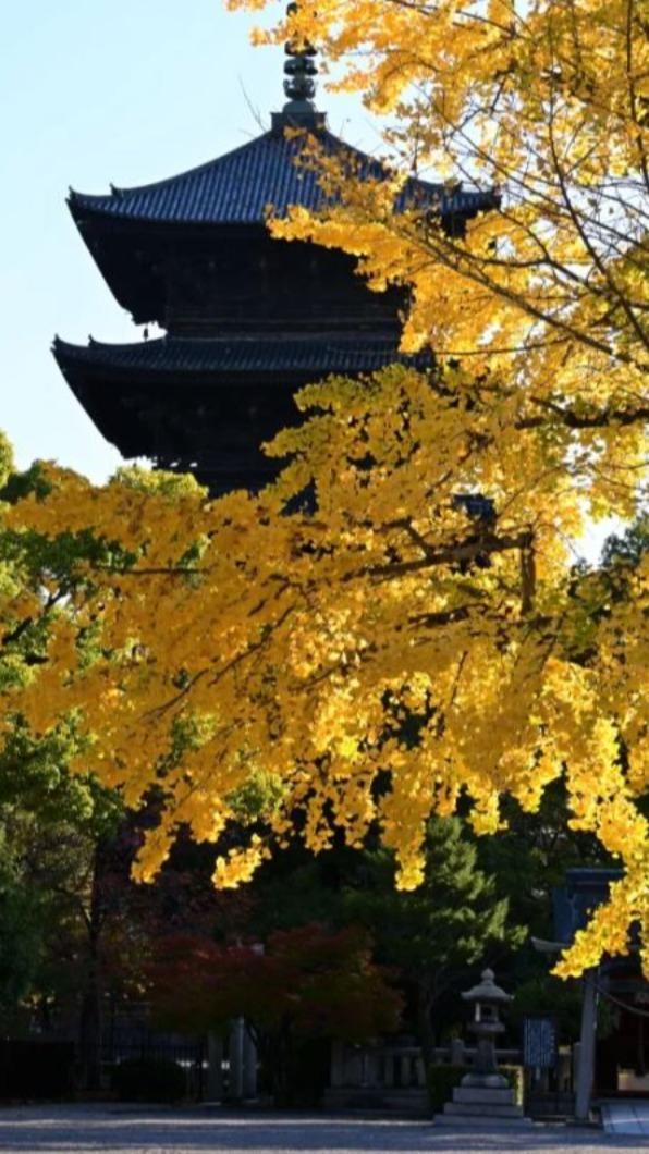 東寺為京都頗具代表性的名勝之一。(圖 /「京都市台灣推廣事務所提供」與「©︎MKメディア提供」)