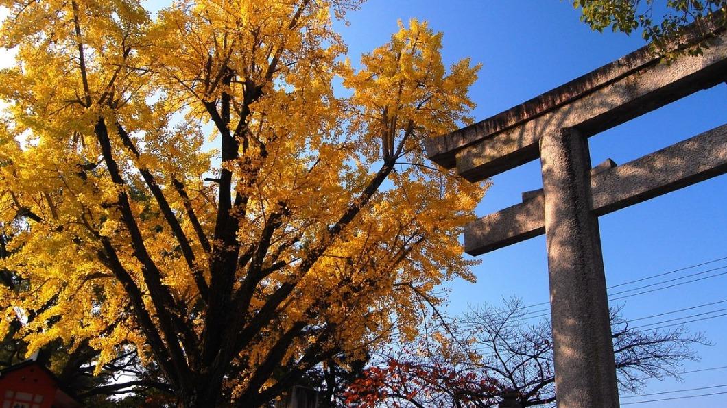 「明治神宮外苑」都更 眾人連署抗議砍樹