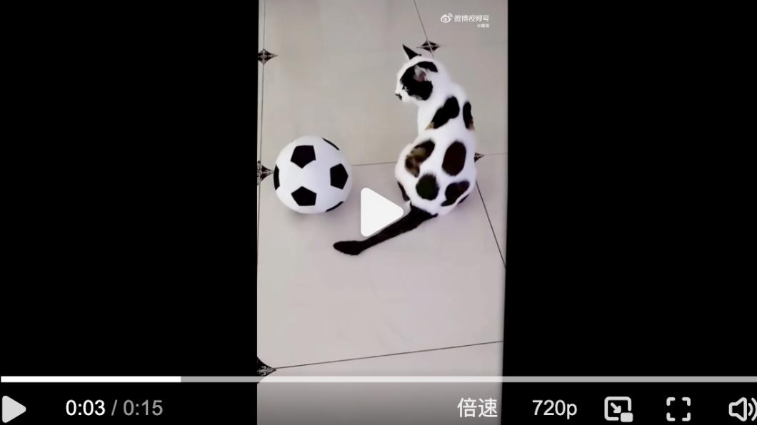 網友們笑說,貓咪是足球成精了。(圖/翻攝自微博)