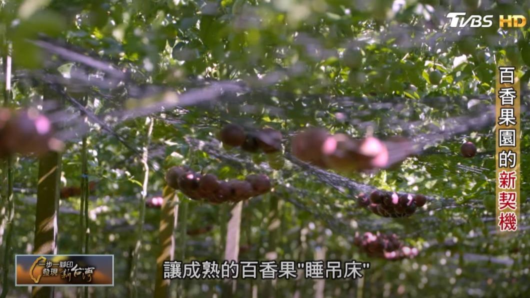 百香果睡吊床 (圖/TVBS)