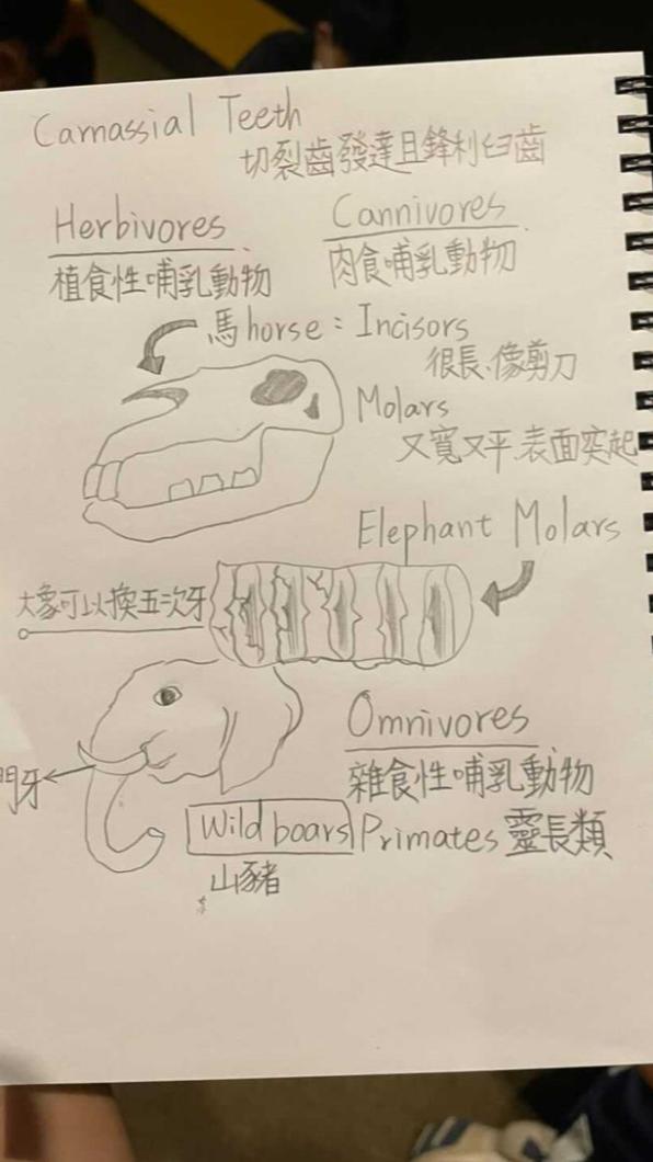 1名國小生參觀科博館後留下超精美筆記。(圖/翻攝自「動物星球頻道(台灣)」臉書)