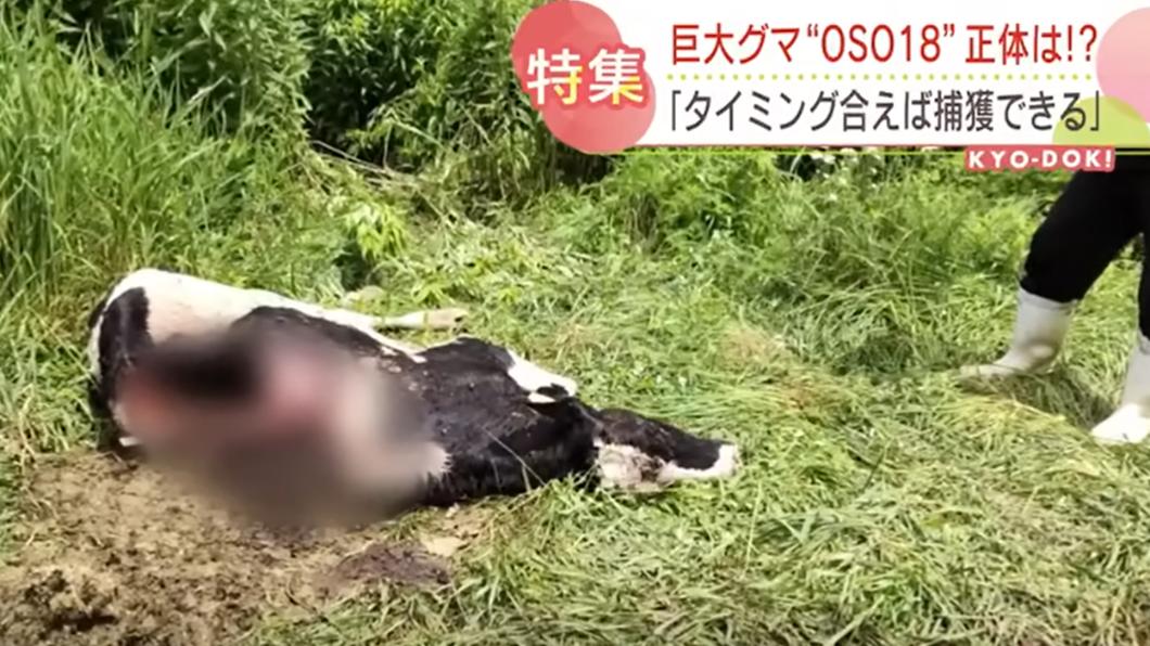 遭到襲擊的牧場乳牛,死狀相當悽慘。(圖/翻攝自北海道新聞youtube)