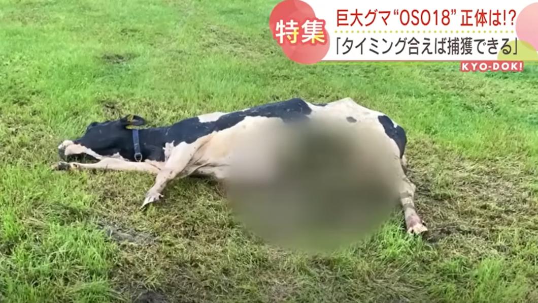被OSO18襲擊,倒在草地上的乳牛。(圖/翻攝自北海道新聞youtube)