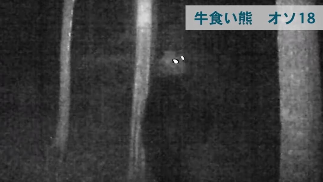 監視器在夜間難得捕捉到的OSO18身影。(圖/翻攝自北海道新聞Youtube)