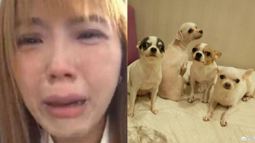 在陸工作又卡關!劉樂妍「愛犬遺體放冰箱」:沒空回去辦後事