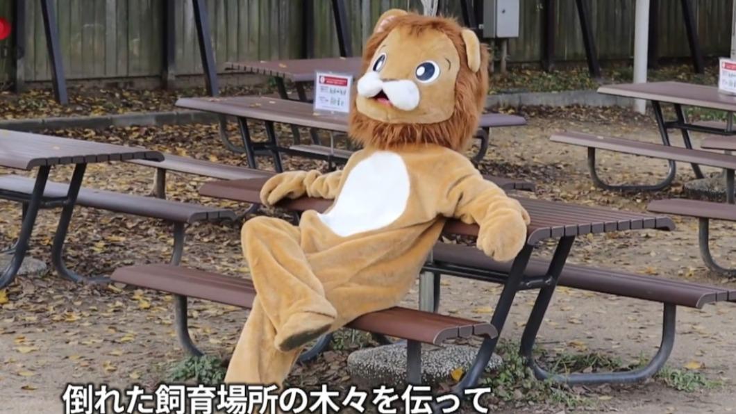 動物園派出工作人員模擬地震時趁機出來作亂的獅子。(圖/翻攝自共同社YouTube)