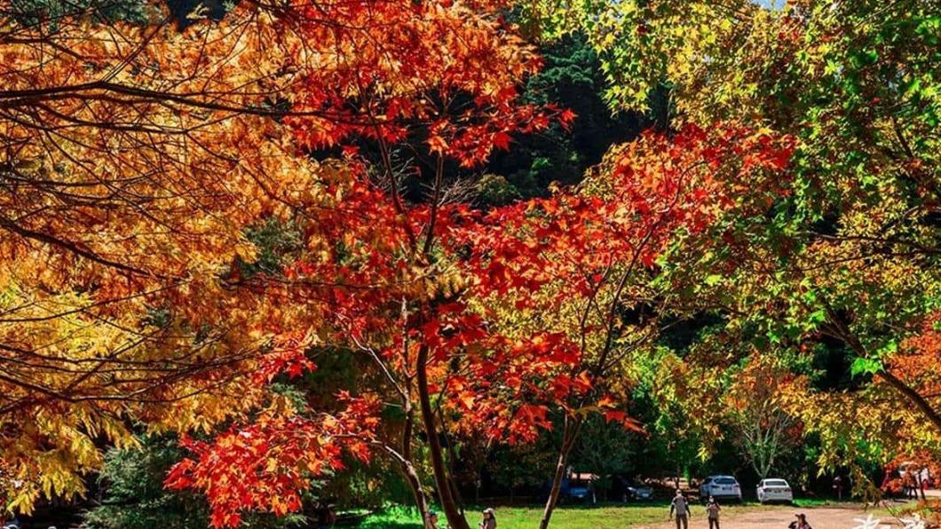 目前楓樹正在陸續轉黃變紅中,紅、黃、綠漸層的楓樹美景實在太迷人。(圖/快樂的過每一天提供)