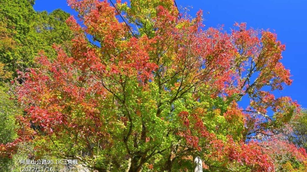 三角楓的轉紅時間最長,90.1K正是三角楓最美的路段。(圖/漫步在雲端的阿里山提供)