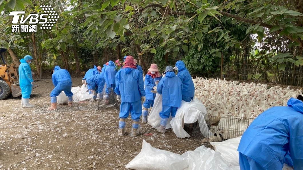 雲林古坑肉鴨場驗出H5N2禽流感　撲殺3166隻