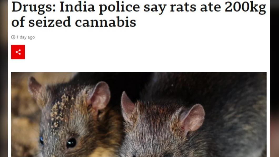 印度警方聲稱大麻證物是被老鼠吃了。(圖/翻攝自BBC)