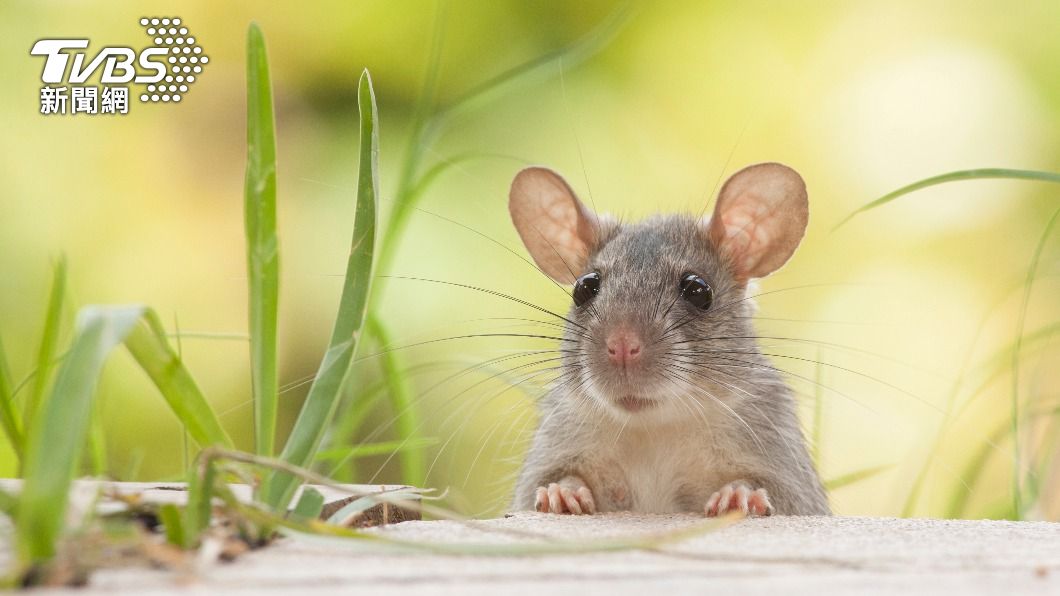 印度曾有齧齒動物破壞證物的紀錄。(示意圖/Shutterstock達志影像)