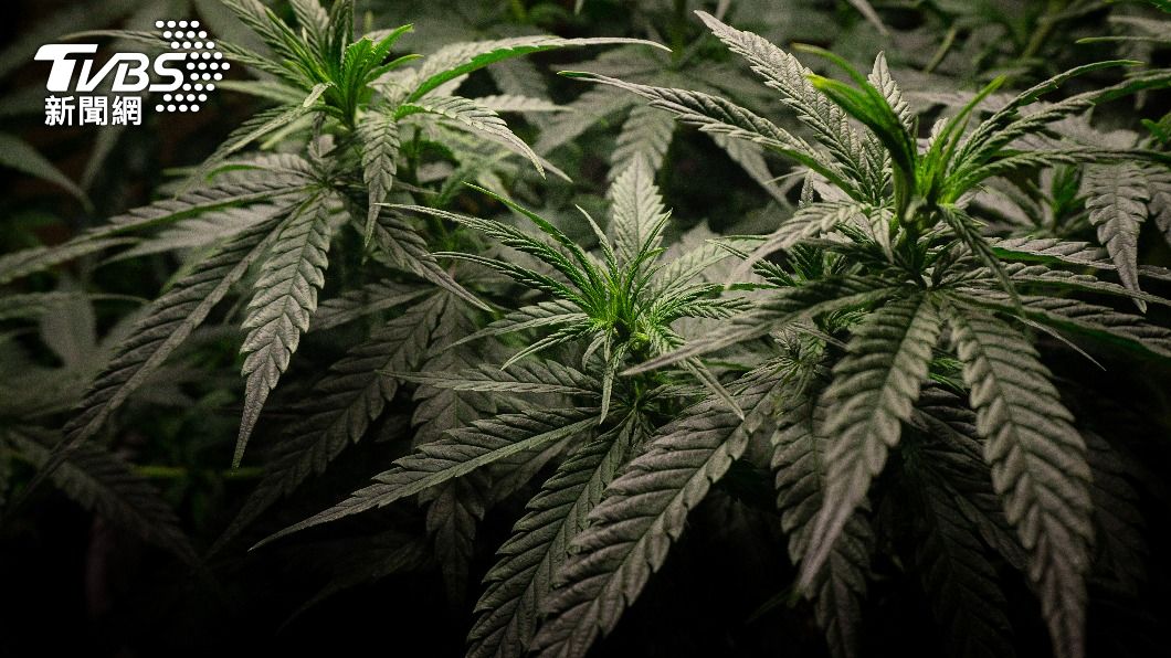 200公斤大麻證物「憑空消失」 印度警攤手:老鼠全吃了
