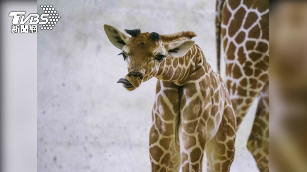 北市動物園長頸鹿寶寶見客　引起斑馬室友好奇
