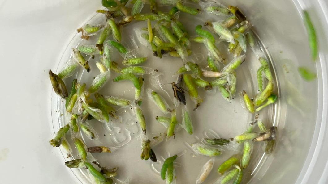 網友洗花椰菜發現超多菜蟲。(圖/翻攝自Costco好市多 商品經驗老實說)