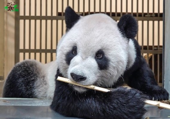 大貓熊團團。(圖/翻攝自Taipei ZOO 臺北市立動物園)